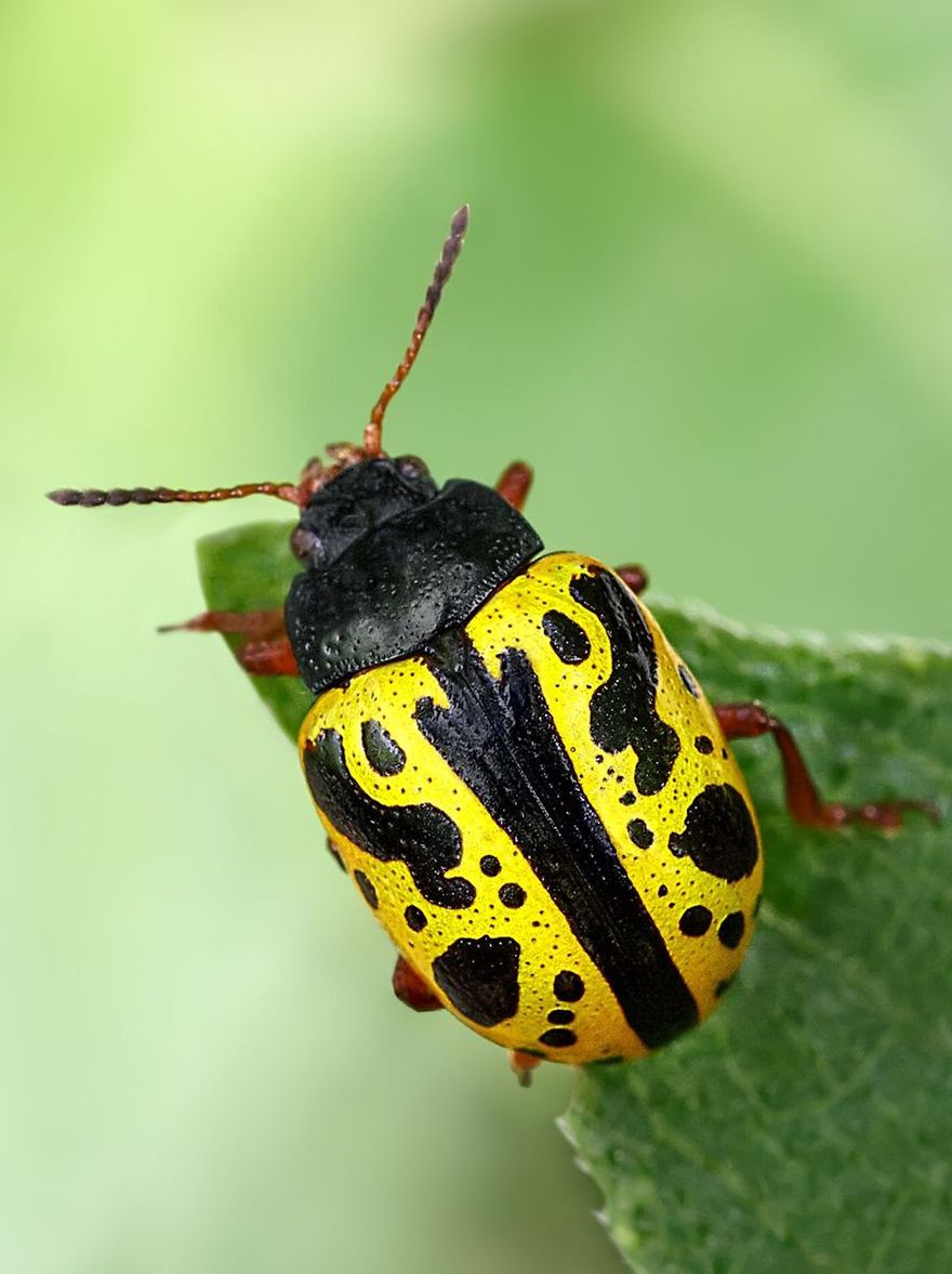 Small Animals In Black And Yellow