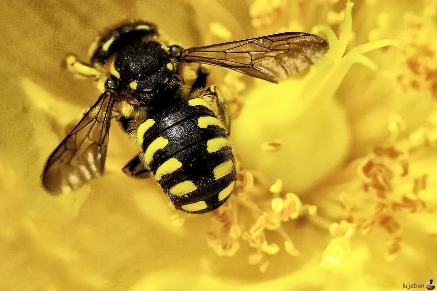 Small Animals In Black And Yellow