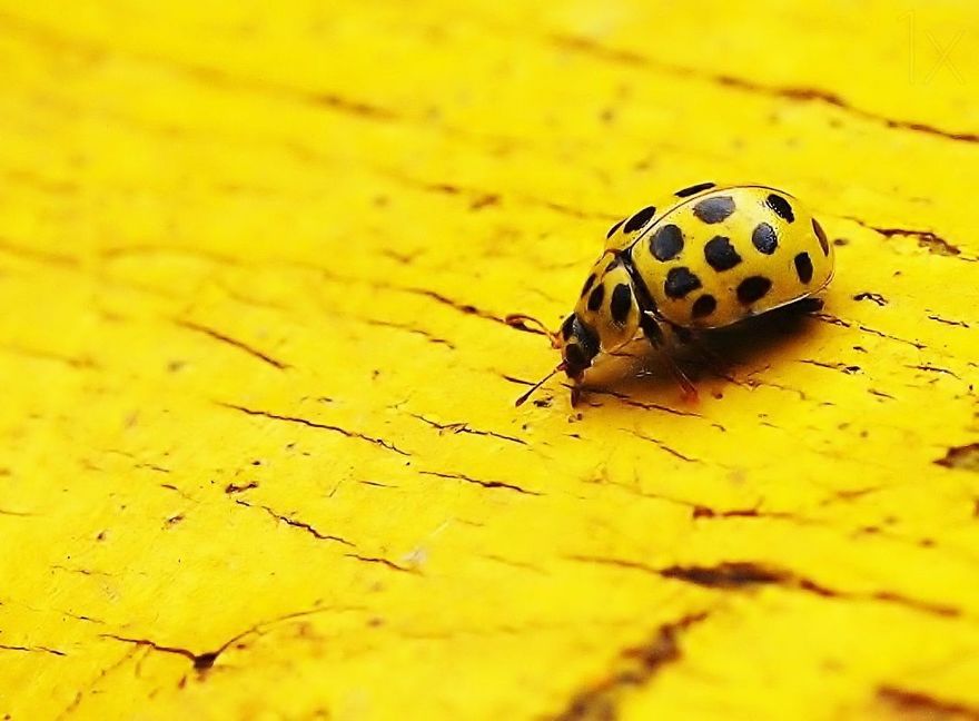 Small Animals In Black And Yellow