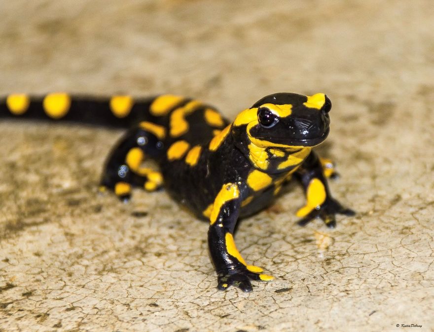 Small Animals In Black And Yellow