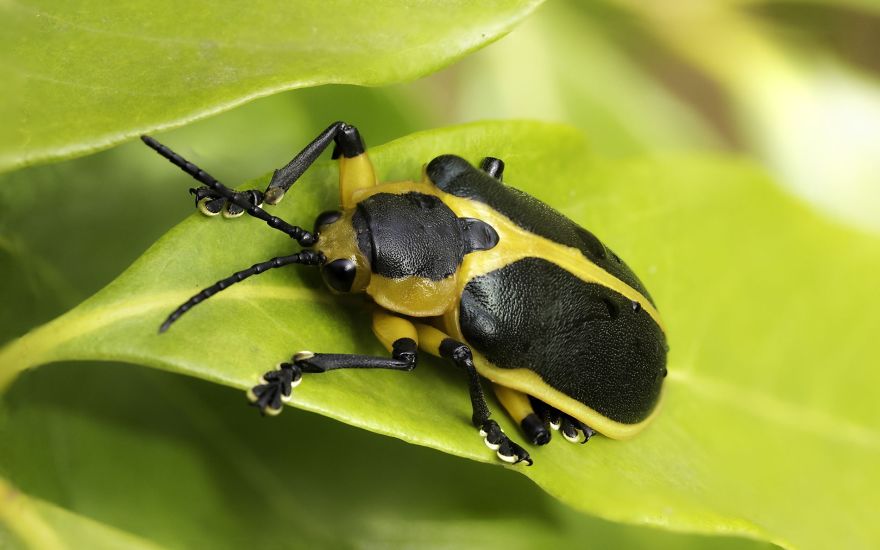 Small Animals In Black And Yellow