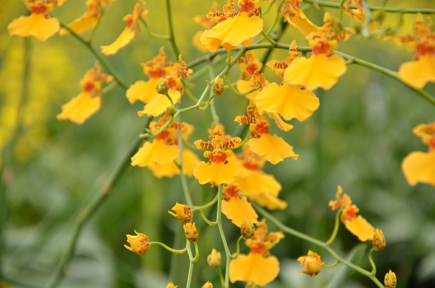 Oncidium Orchid