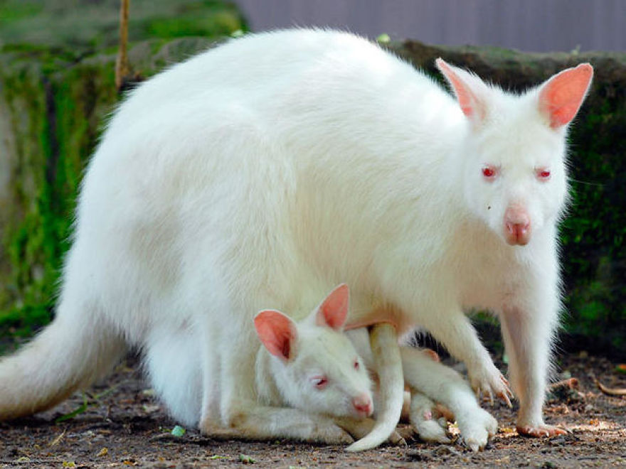 10+ Photos With Rare And Beautiful Albino Animals