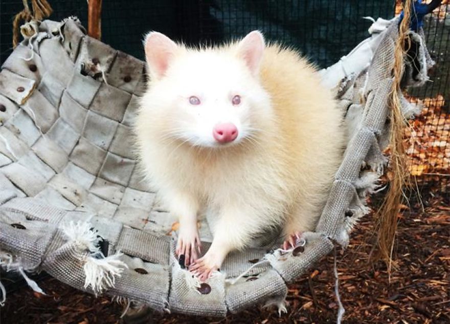 10+ Photos With Rare And Beautiful Albino Animals