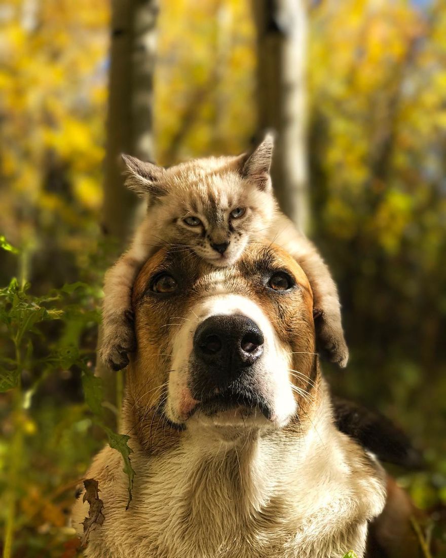 Gato y perro viajeros