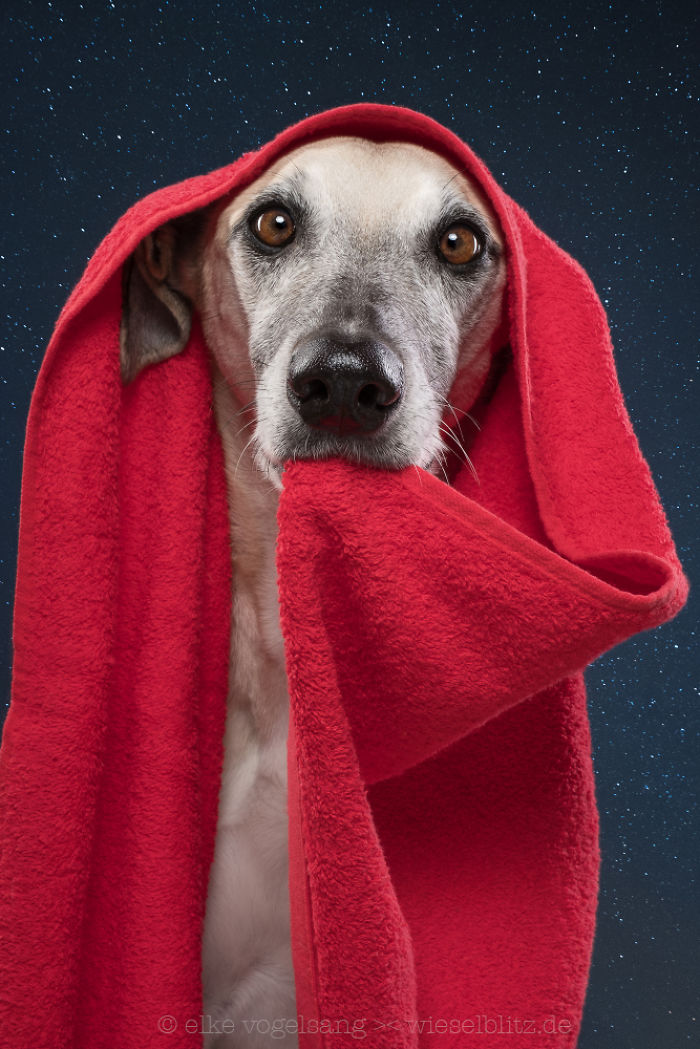 Playful And Character-Filled Photos Of Dogs Dressed For Bath Time