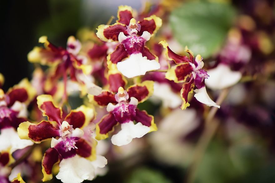 Oncidium Orchid