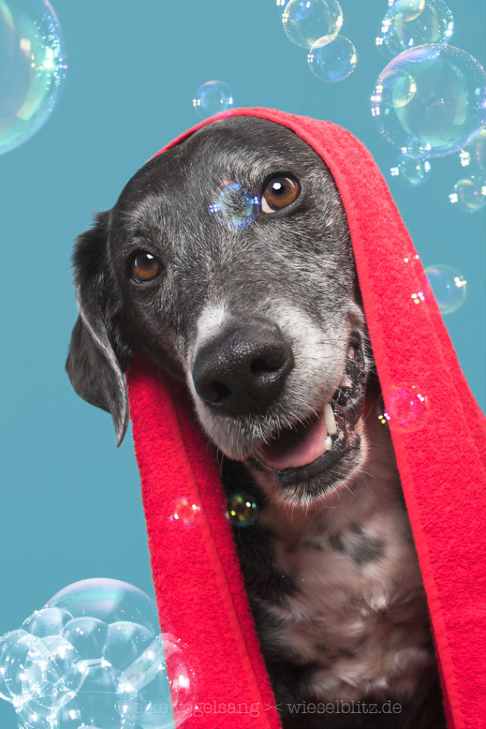 Playful And Character-Filled Photos Of Dogs Dressed For Bath Time
