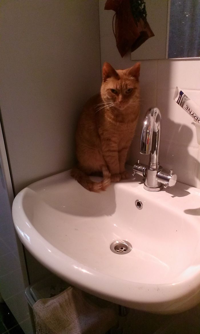 Pluk Had The Most Annoying Miauw And Rarely Took A Pretty Picture. The Bathroom Sink Was Her Favourite Place And She Was Hilariously Funny Until Her Death Of Old Age 2 Days Ago.