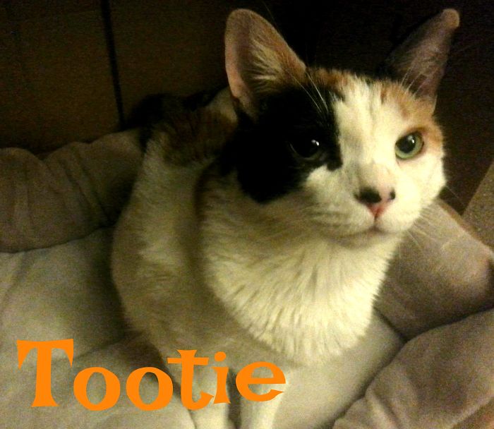 Tootie Has Epilepsy And Bilateral Luxated Patella. She Scoots Around The House Using Her Front Paws That Her Previous Owners Had Declawed.