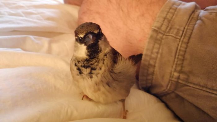 Bertram, A.k.a. Bird, Our Rescue Sparrow Who Has A Seizure Disorder.