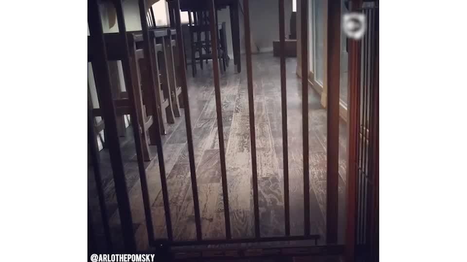 Hilarious Dog Prison Break