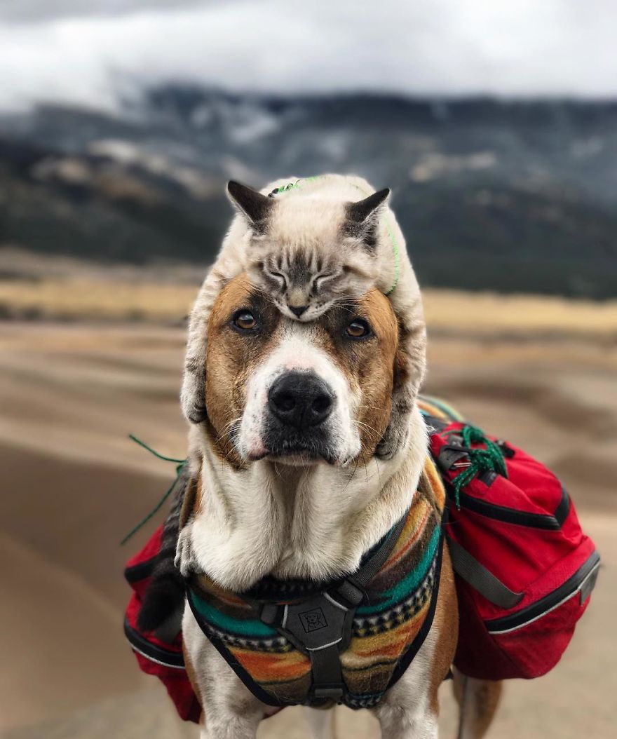 This Cat And Dog Love Travelling Together, And Their Pictures Are Absolutely Epic