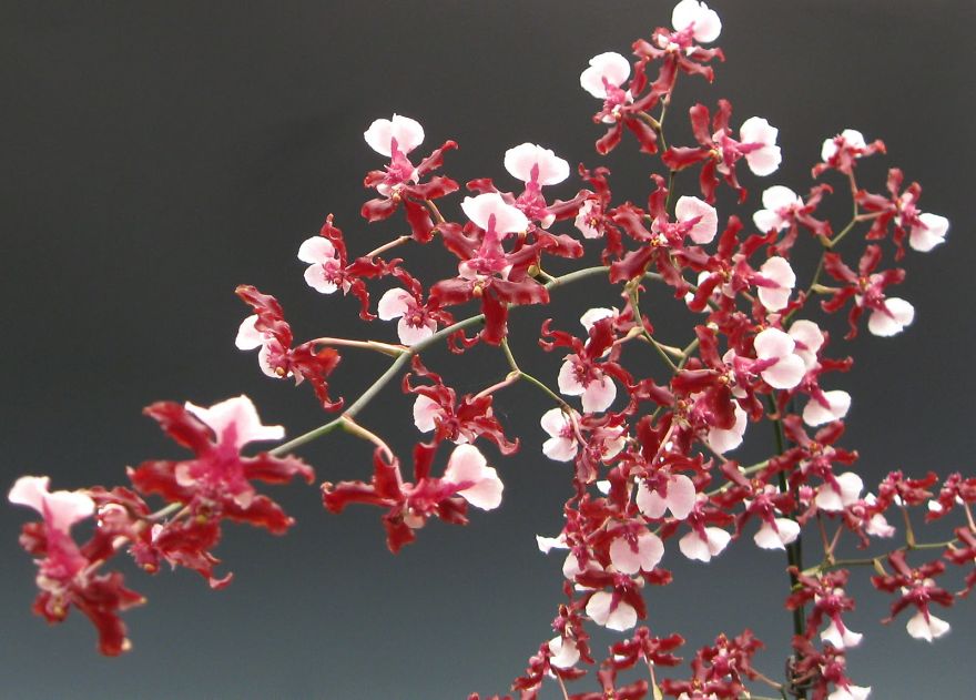 Oncidium Orchid