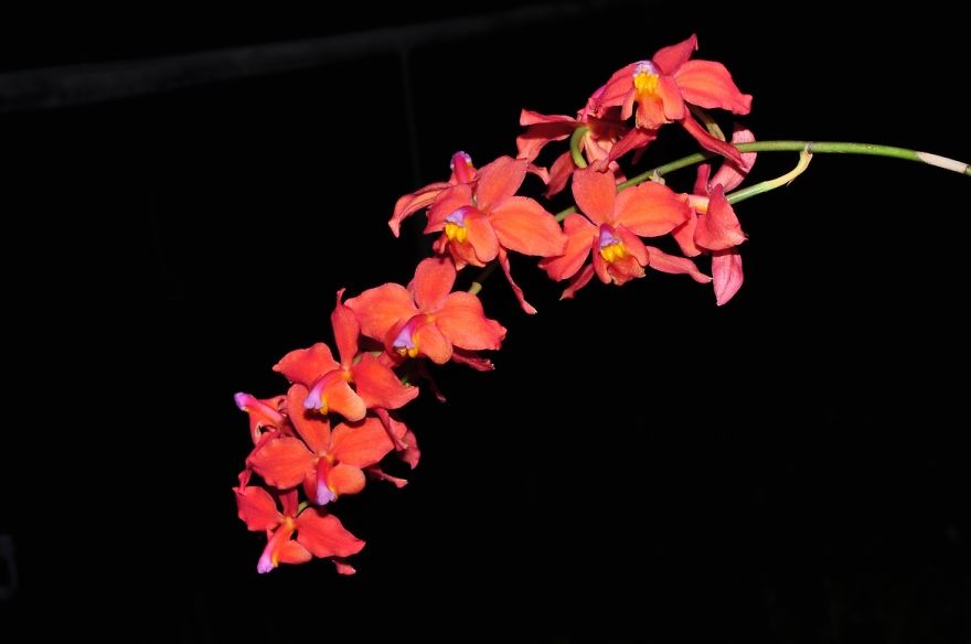 Oncidium Orchid