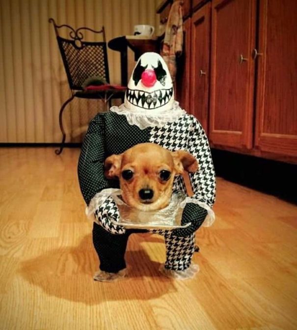 The Best Dog Costume I Have Ever Seen
