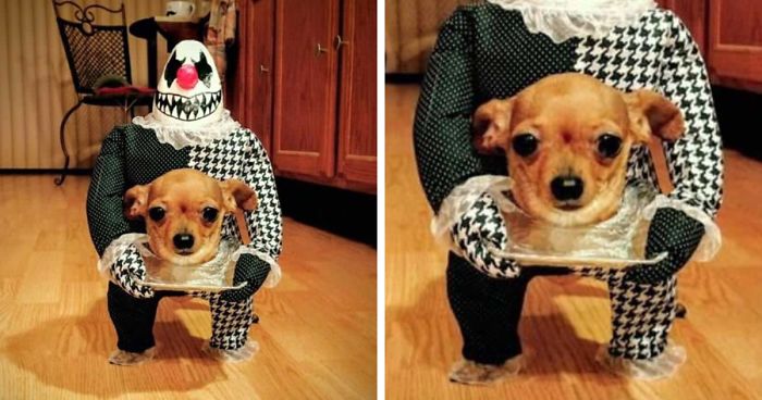 89 Terrifyingly Pawsome Halloween Costumes For Dogs Bored Panda
