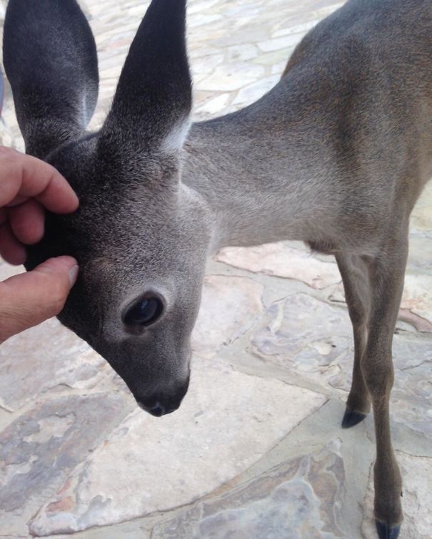Baby Deer Wants Scratches