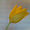 tulip_1 avatar