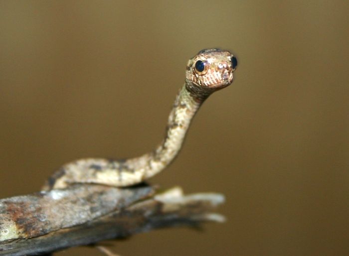 Cute Baby Snake