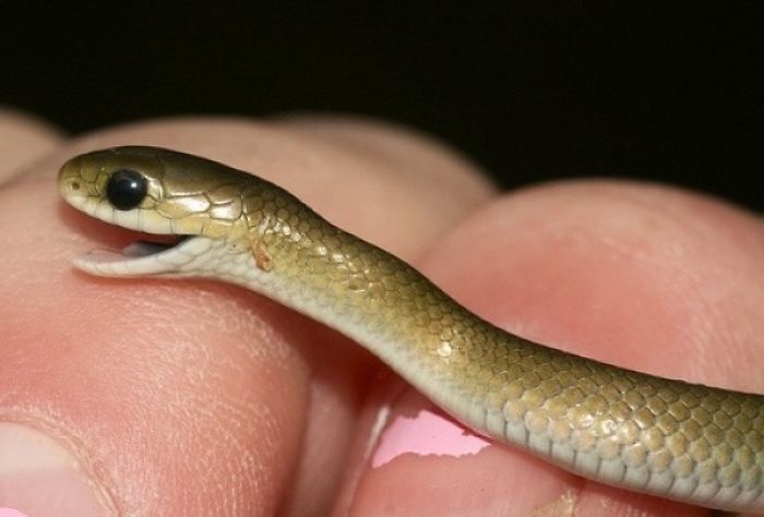 Whenever Someone Says They're Afraid Of Snakes, I Automatically Wonder How They Can't Love Baby Snakes