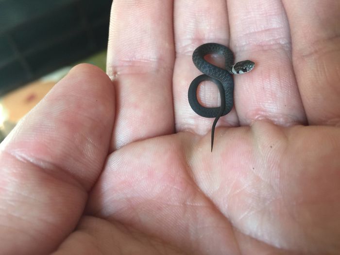 Tiny Snake, No Boops Yet