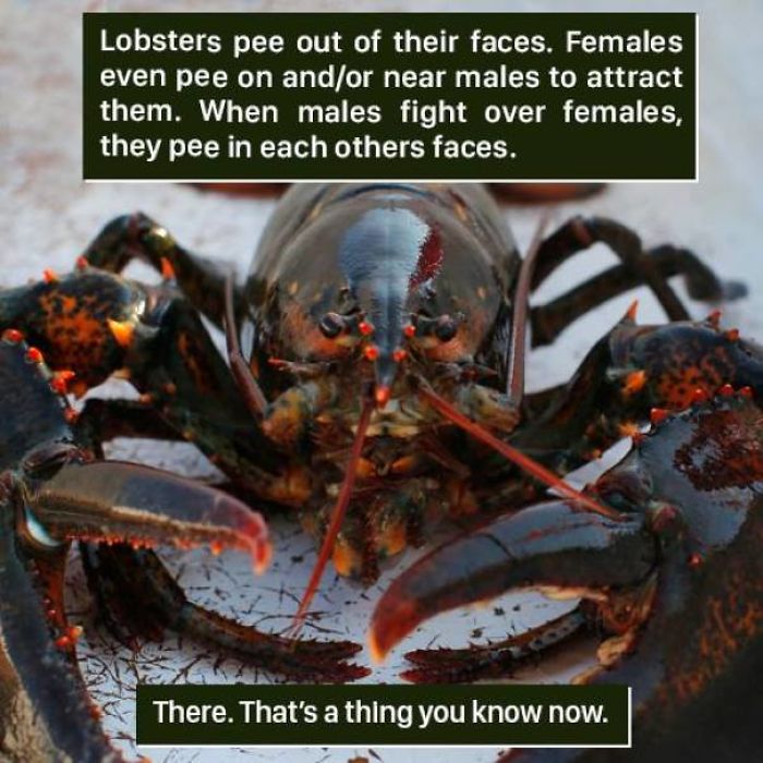 Lobster Facts