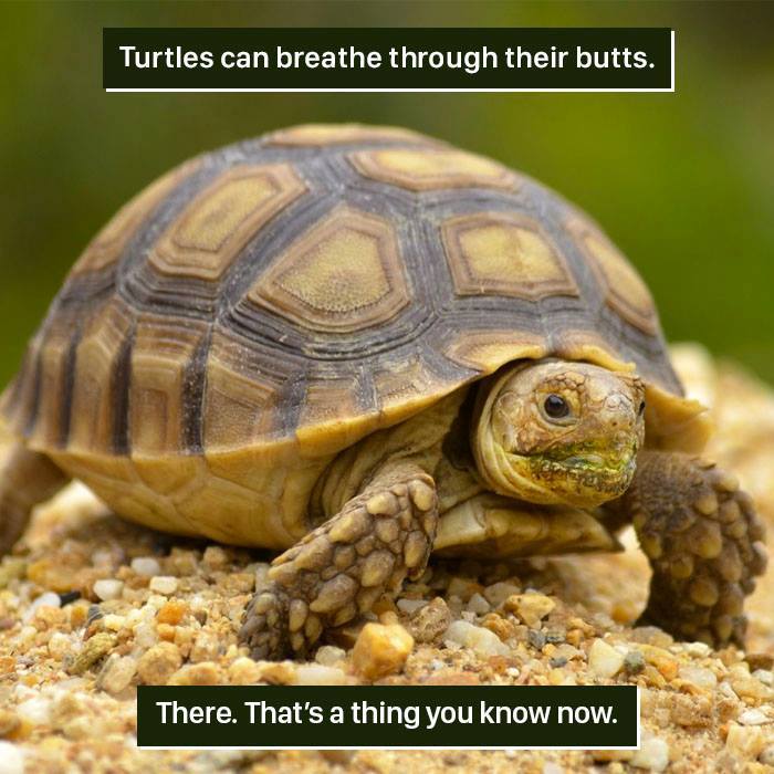 Turtle Facts