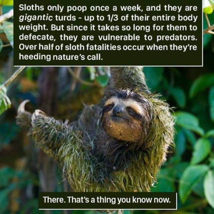 Sloth Facts