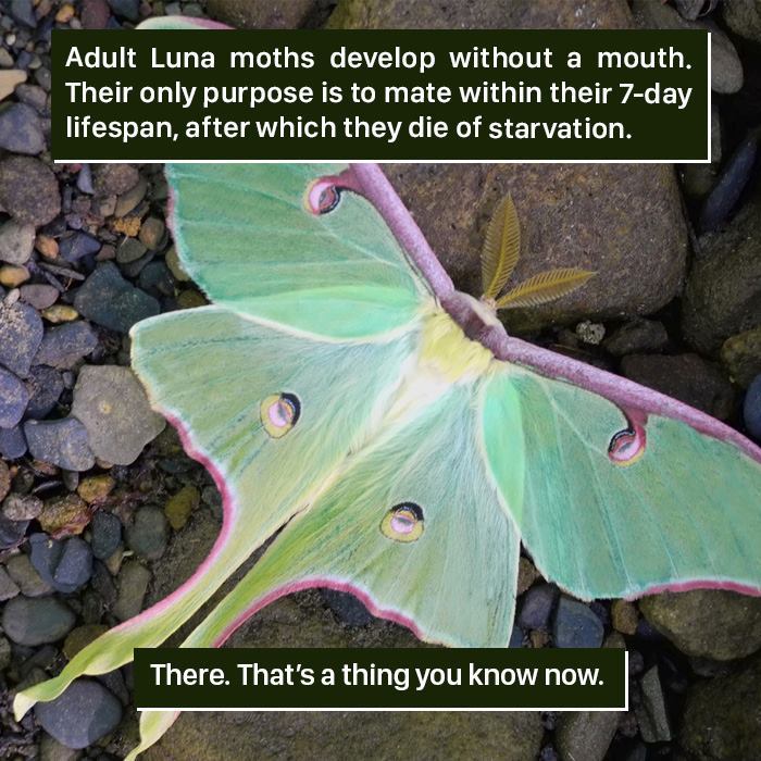 Luna Moth Facts