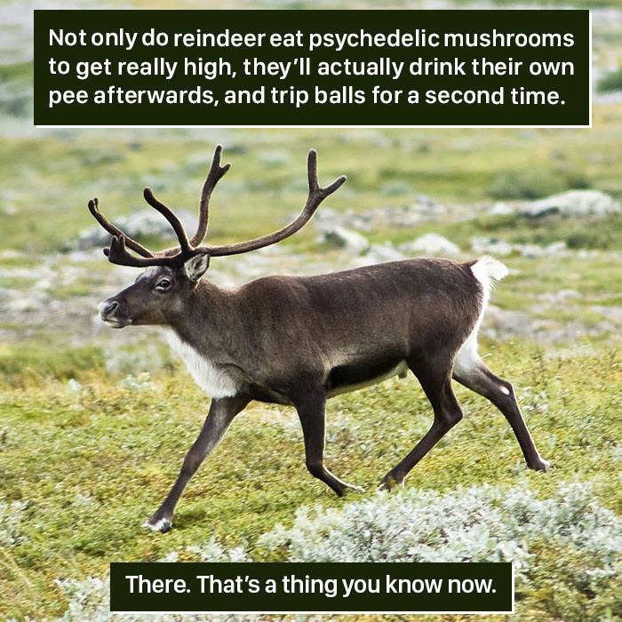 Reindeer Facts