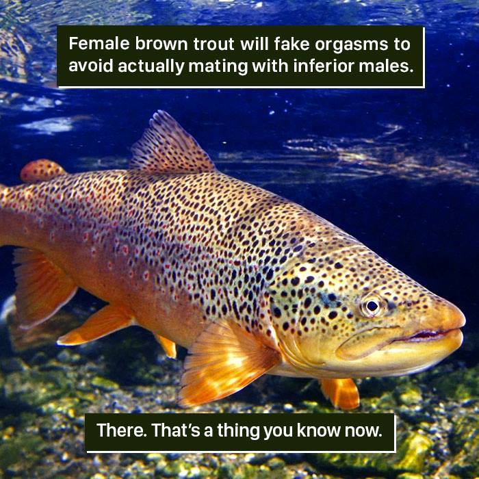 Trout Facts