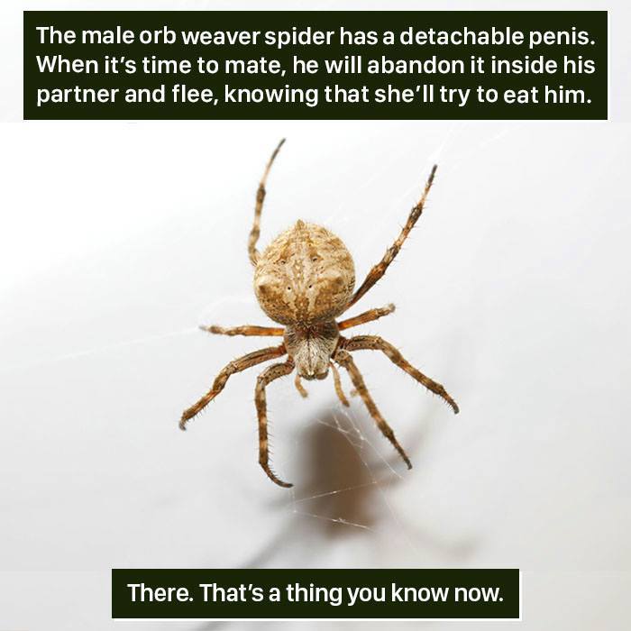 Weaver Spider Facts