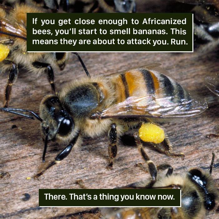 Bee Facts