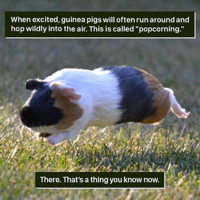 Guinea Pig Facts