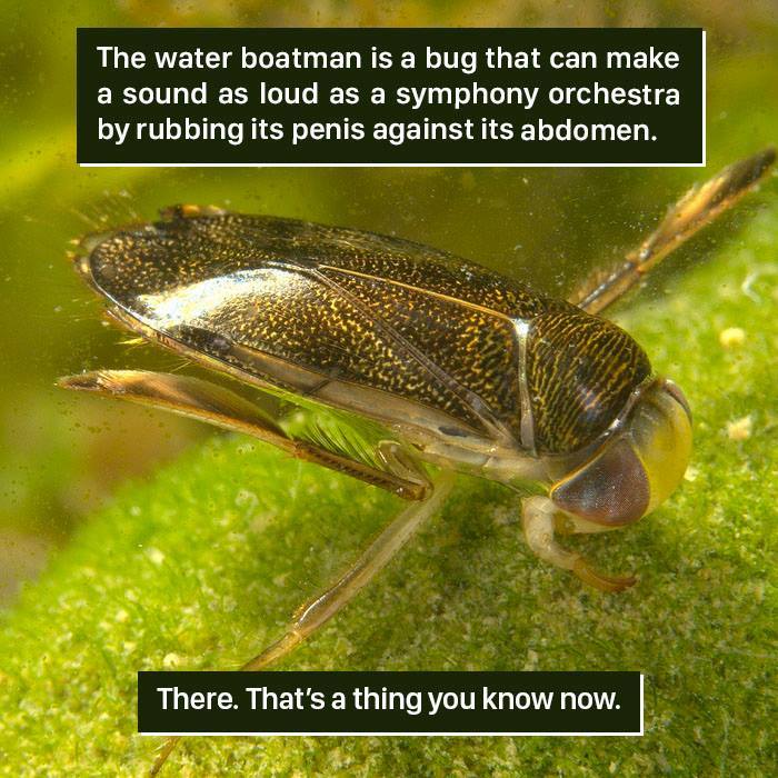 Bug Facts