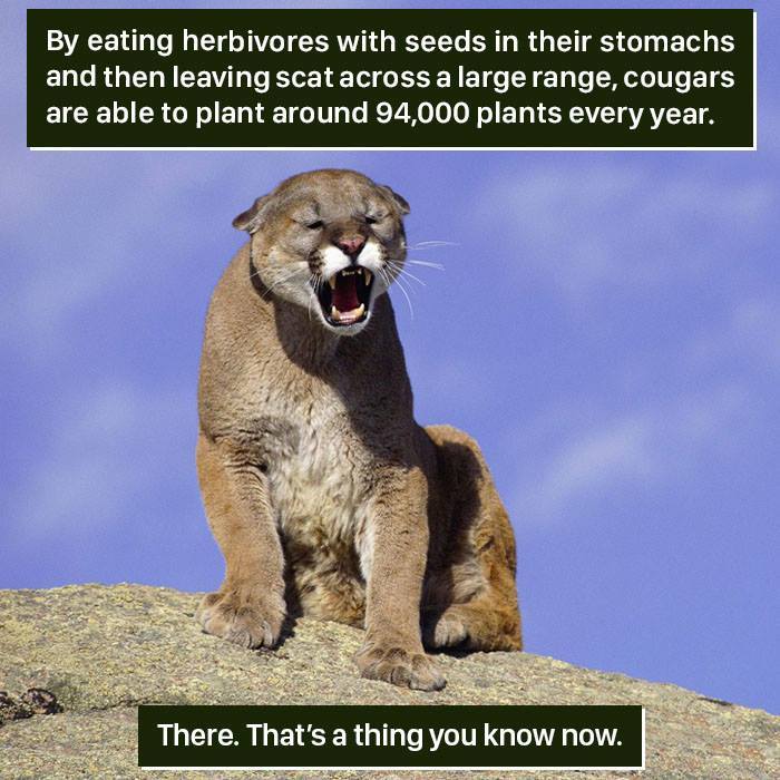 Cougar Facts
