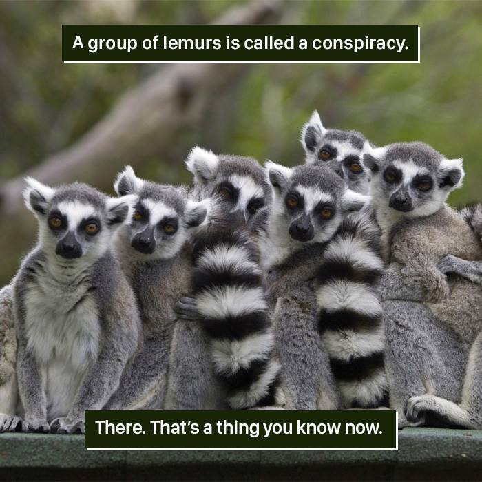 Lemur Facts