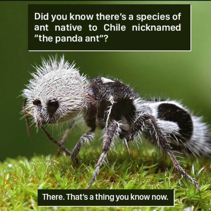 Ant Facts