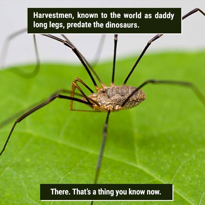 Harvestmen Spider Facts