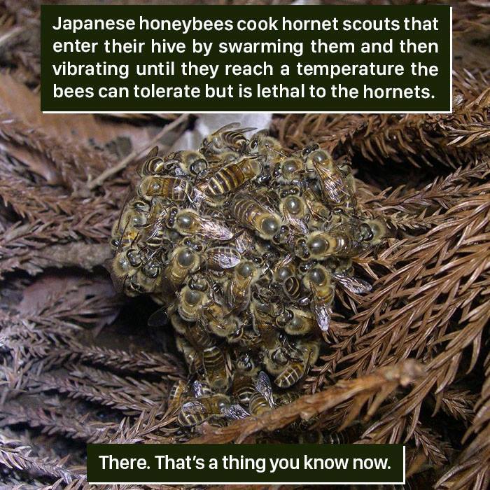 Honeybee Facts