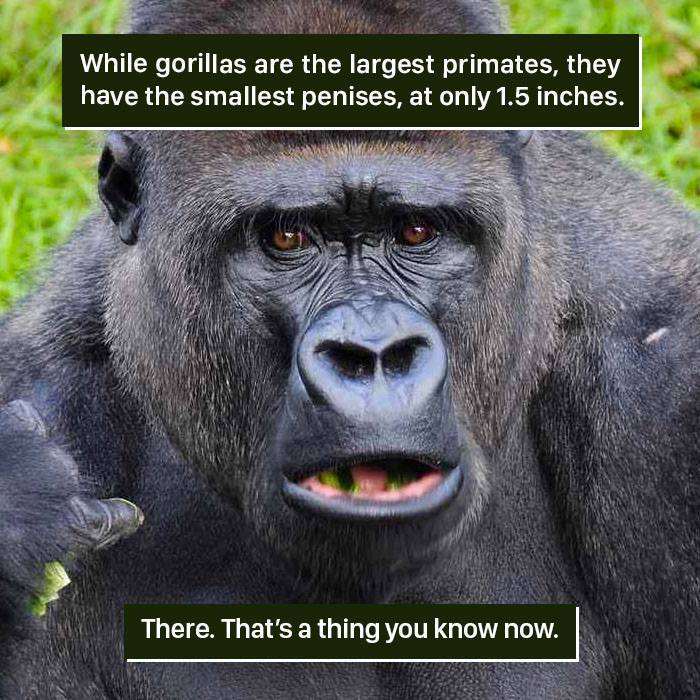 Gorilla Facts