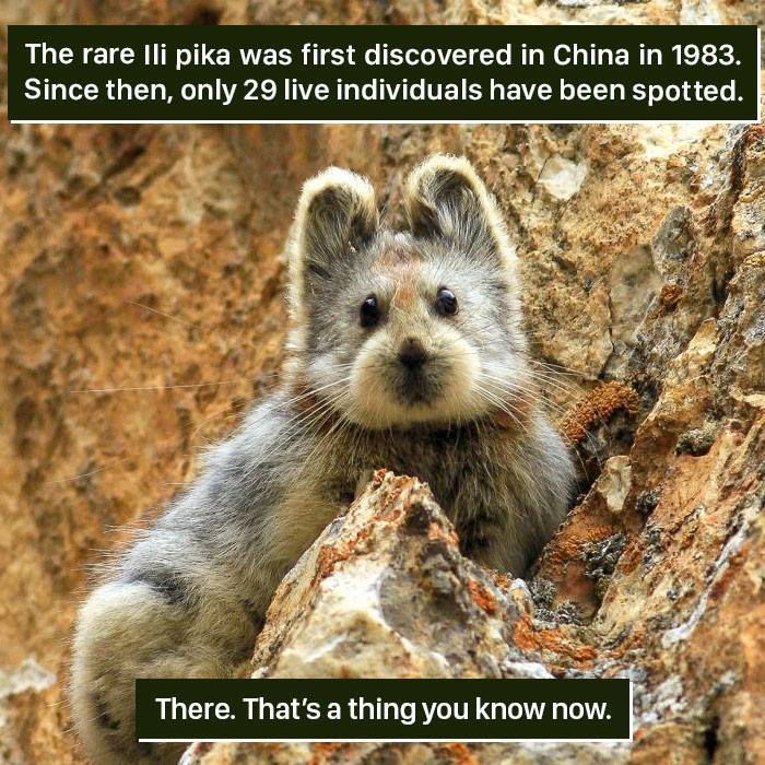 Pika Facts