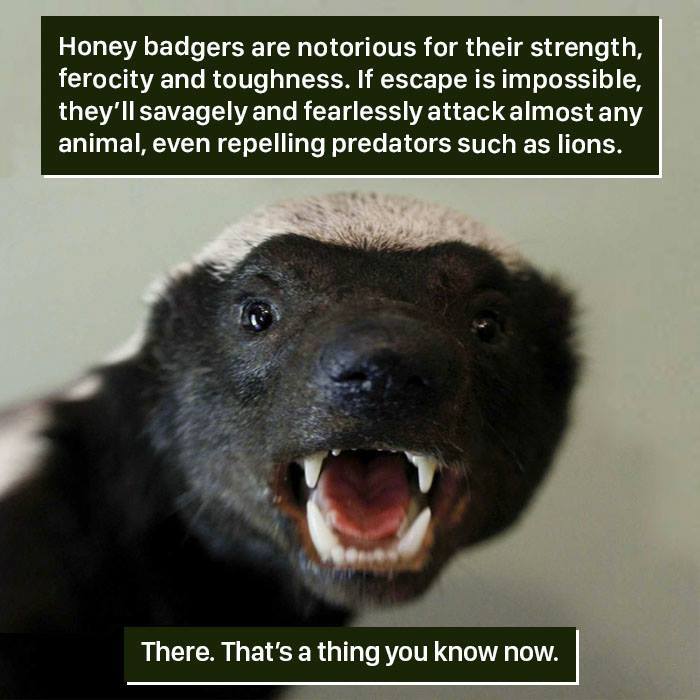 Honey Badger Facts