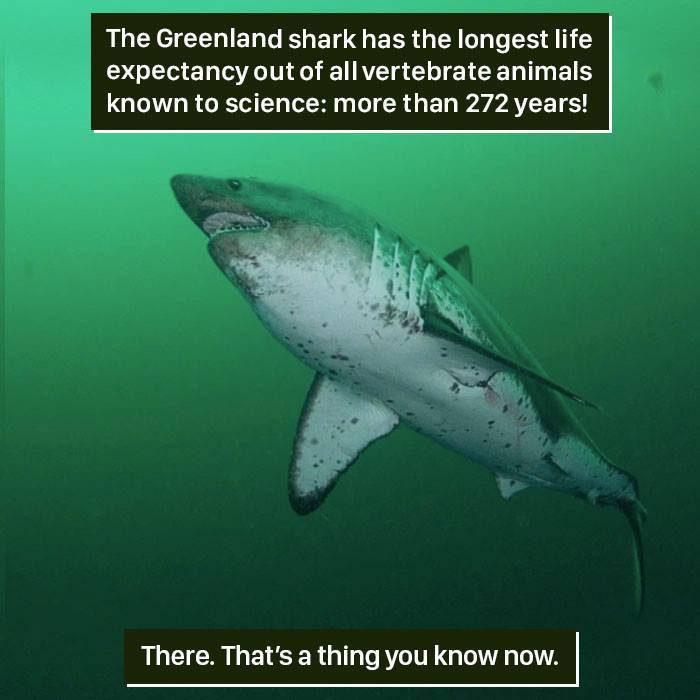 Greenland Shark Facts