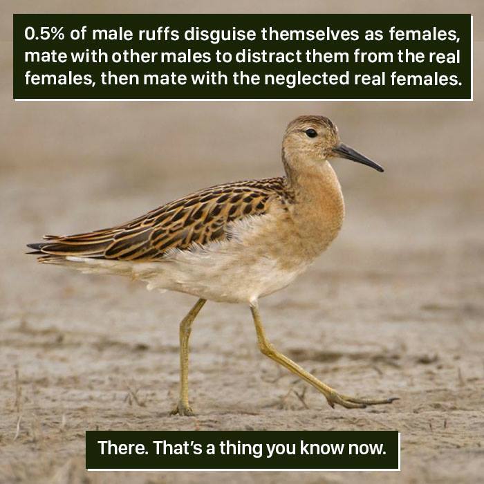 Ruff Facts