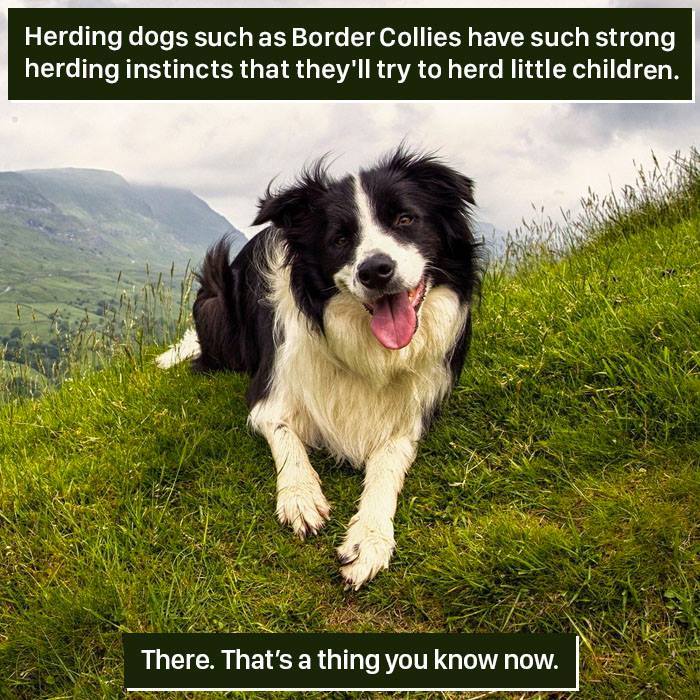 Herding Dog Facts