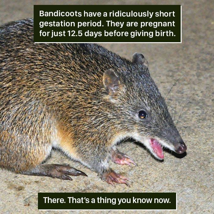 Bandicoot Facts