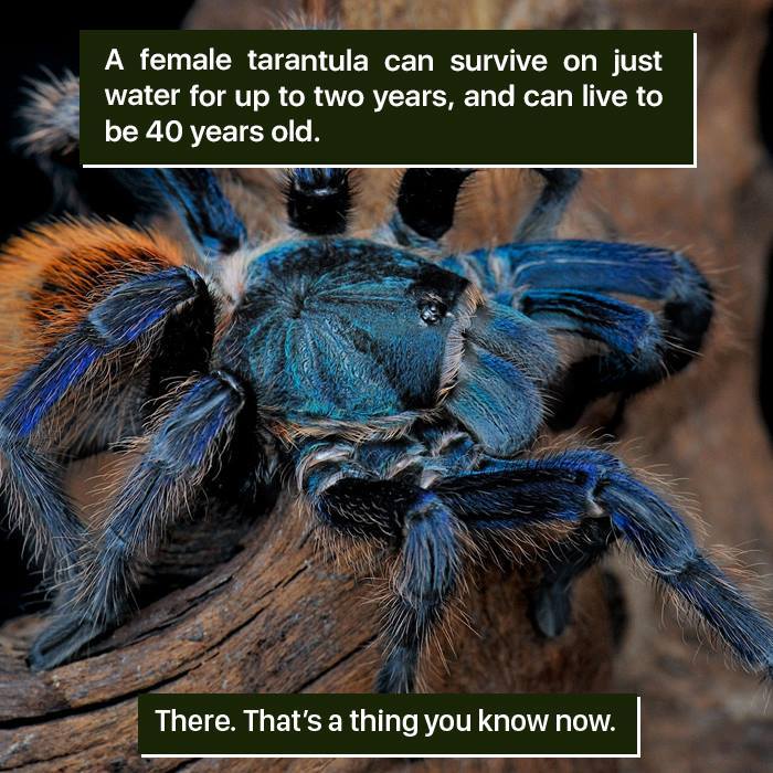 Tarantula Facts