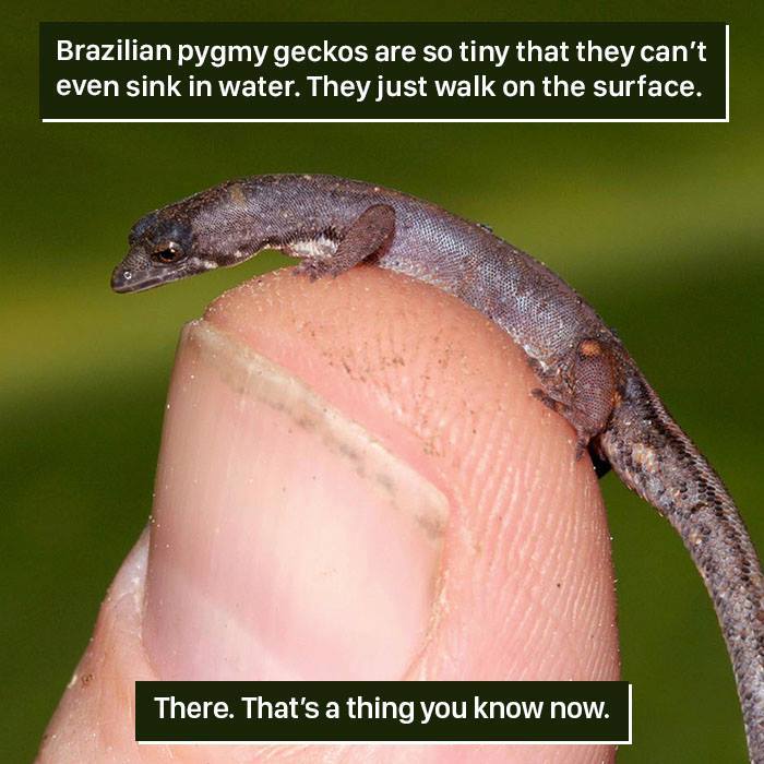 Pygmy Gecko Facts
